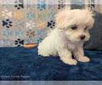 Small Photo #14 Maltese Puppy For Sale in OCALA, FL, USA