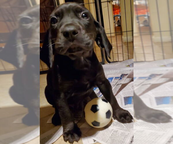 Medium Photo #4 Beagle-Spaniel Mix Puppy For Sale in Pottstown, PA, USA