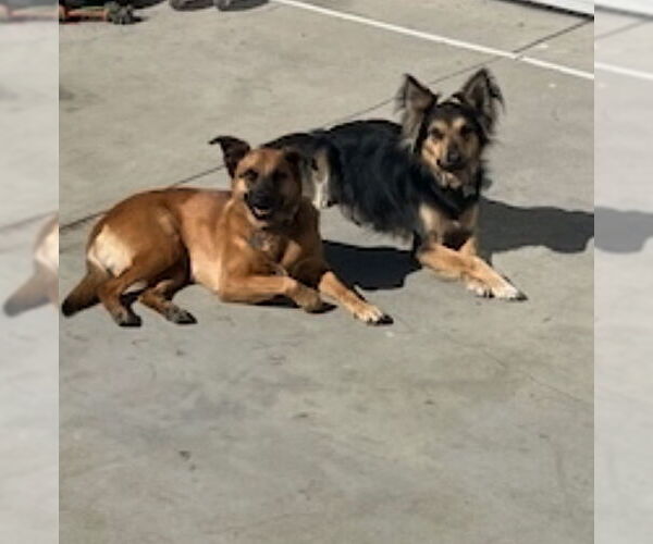 Medium Photo #1 Mutt Puppy For Sale in Dana Point, CA, USA