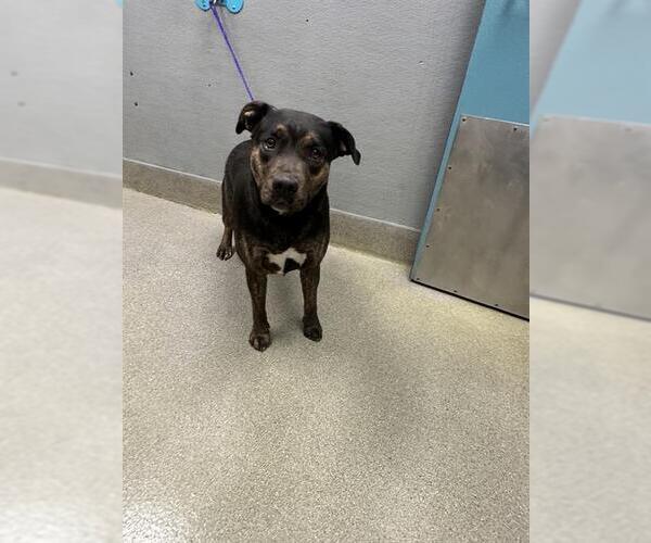 Medium Photo #1 Mutt Puppy For Sale in Las Vegas, NV, USA