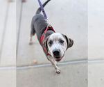Small American Pit Bull Terrier Mix