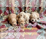 Small #7 Golden Retriever