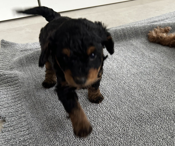 Medium Photo #1 Goldendoodle (Miniature) Puppy For Sale in MIAMI, FL, USA