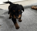 Puppy Puppy 2 Goldendoodle (Miniature)