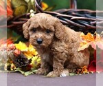 Small #2 Cavapoo