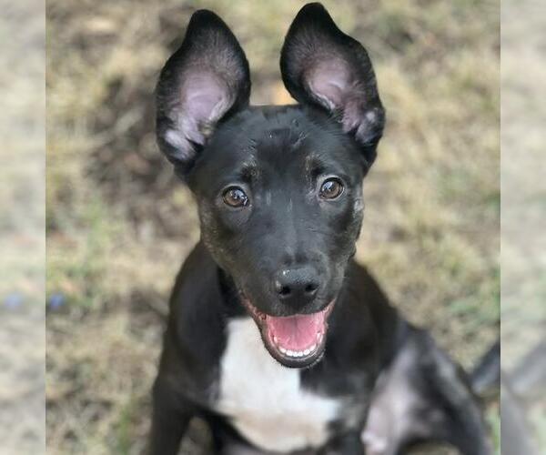 Medium Photo #5 Labrador Retriever-Unknown Mix Puppy For Sale in San Diego, CA, USA