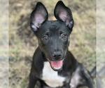 Small #4 Chihuahua Mix