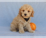 Small Photo #5 Cavapoo Puppy For Sale in MILLERSBURG, OH, USA