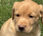 Puppy Puppy 2 Lacey Labrador Retriever
