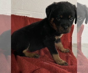 Rottweiler Puppy for sale in EASTPOINTE, MI, USA