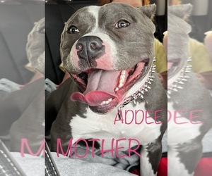Mother of the American Bully puppies born on 10/21/2022
