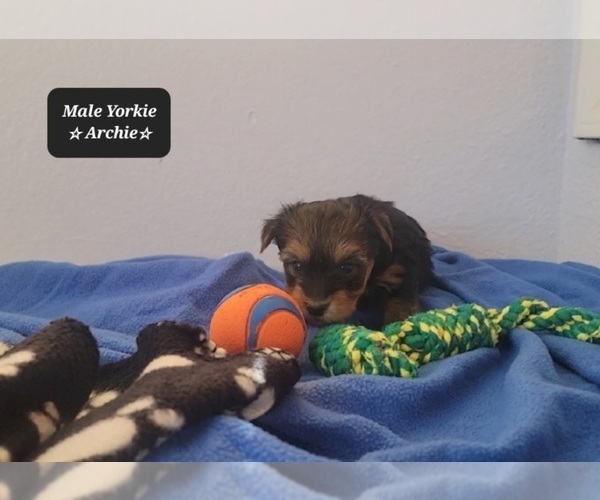 Medium Photo #4 Yorkshire Terrier Puppy For Sale in TUCSON, AZ, USA