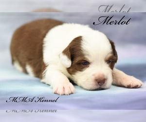 Australian Shepherd Puppy for sale in EASTON, MO, USA