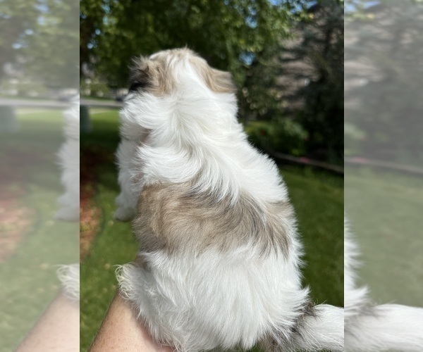 Medium Photo #3 Mal-Shi Puppy For Sale in ROGERS, MN, USA