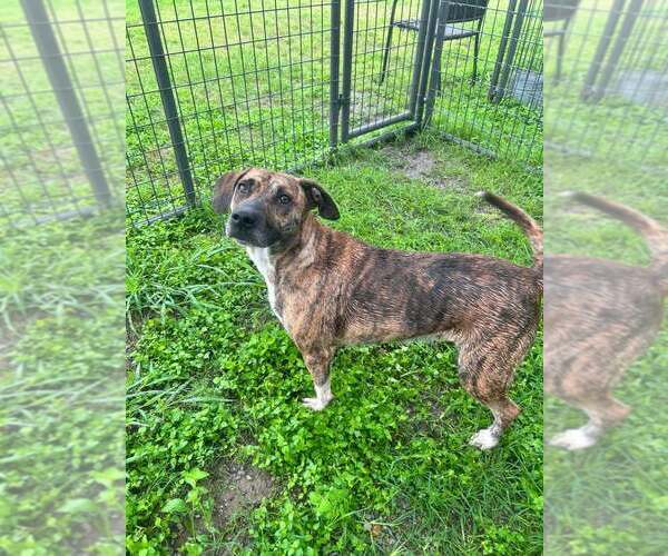 Medium Photo #4 Mutt Puppy For Sale in Abbeville, LA, USA