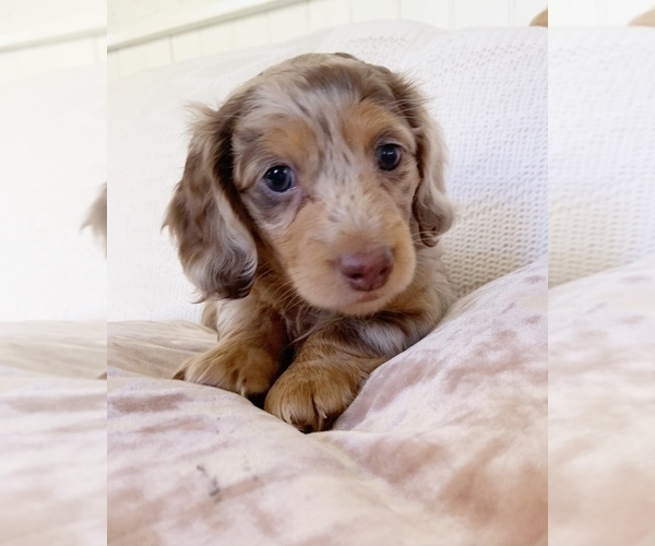 Medium Photo #7 Dachshund Puppy For Sale in EAST EARL, PA, USA