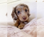 Small Photo #7 Dachshund Puppy For Sale in EAST EARL, PA, USA