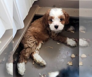 Cavapoo Puppy for sale in CARLISLE, KY, USA