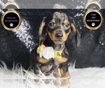 Puppy Zoa AKC Dachshund