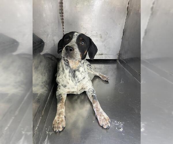 Medium Photo #1 Texas Heeler Puppy For Sale in Bakersfield, CA, USA