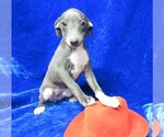 Puppy 5 Italian Greyhound