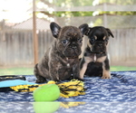 Small Photo #19 French Bulldog Puppy For Sale in VALLEJO, CA, USA