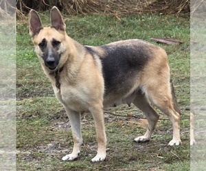 Mother of the German Shepherd Dog puppies born on 08/23/2026