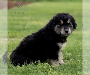 Goberian Puppy for sale in GAP, PA, USA