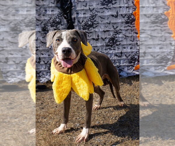 Medium Photo #1 Mutt Puppy For Sale in Abbeville, LA, USA