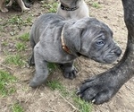 Small Photo #5 Cane Corso Puppy For Sale in ALEXANDER, AR, USA