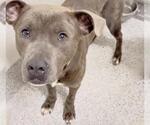 Small #1 Mutt