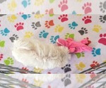 Small #14 Maltipoo (Toy)