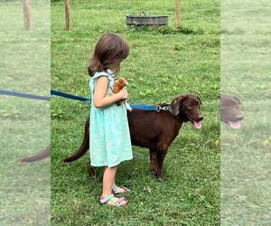 Labrador Retriever Dogs for adoption in LEWISBURG, TN, USA