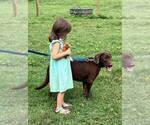 Small Labrador Retriever