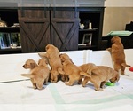 Small #6 Golden Retriever