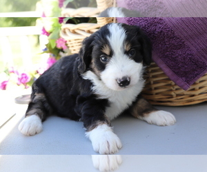 Miniature Bernedoodle Puppy for sale in SHILOH, OH, USA