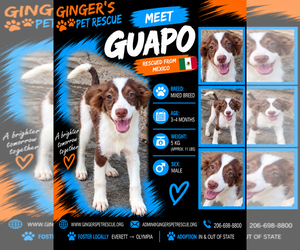 Guapo From Mexico - Male Collie-Unknown Mix Dog for Adoption