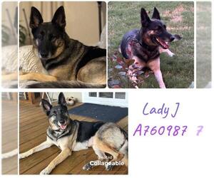 German Shepherd Dog Dogs for adoption in San Antonio, TX, USA