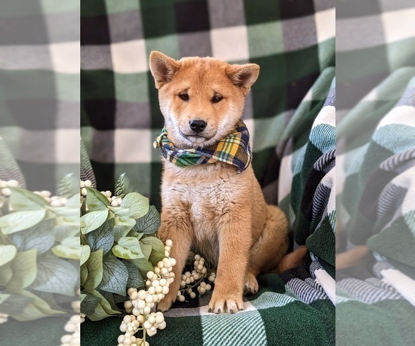 Medium Photo #1 Shiba Inu Puppy For Sale in OXFORD, PA, USA
