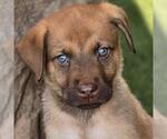 Small Labrador Retriever Mix