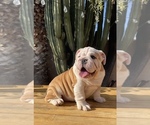 Small Photo #14 English Bulldog Puppy For Sale in TEMPE, AZ, USA