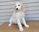 Small Photo #11 Goldendoodle Puppy For Sale in TAYLORVILLE, IL, USA