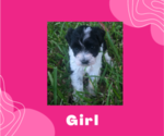 Puppy Puppy 1 Schnauzer (Miniature)