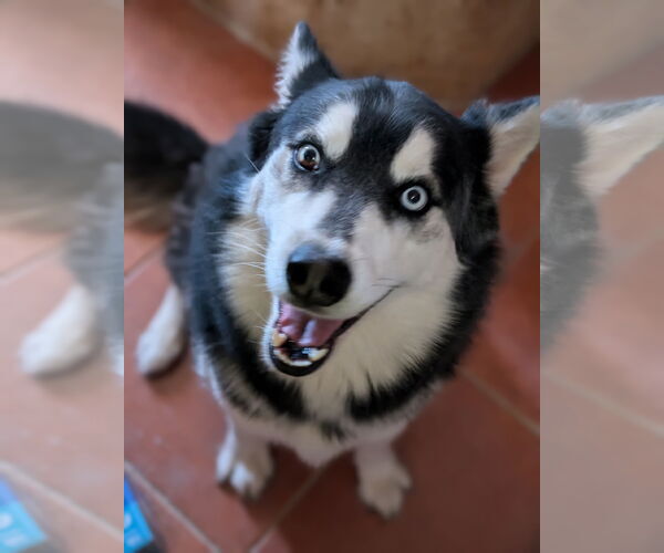 Medium Photo #2 Siberian Husky-Unknown Mix Puppy For Sale in Pena Blanca, NM, USA