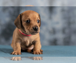 Small Photo #20 Dachshund Puppy For Sale in CROWLEY, TX, USA