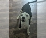 Small #7 Border Collie Mix