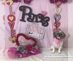 Small Photo #1 Shih Tzu Puppy For Sale in PARIS, TX, USA