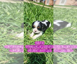 Cavalier King Charles Spaniel Puppy for sale in WAUKON, IA, USA
