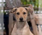 Small #4 Labrador Retriever Mix