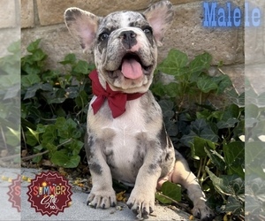 French Bulldog Puppy for Sale in MOORPARK, California USA